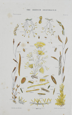 15271
<br/>
A synopsis of the British Diatomaceae : With remarks on their structure, fonctions and distributions and instructions for collecting and preserving specimens
<br/>
<em></em>